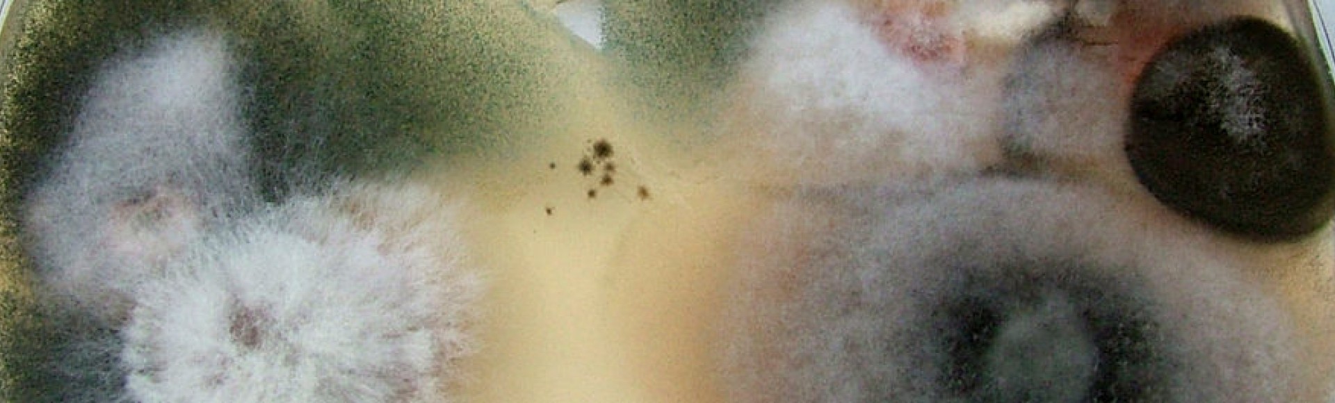 Penészgomba elleni védekezés